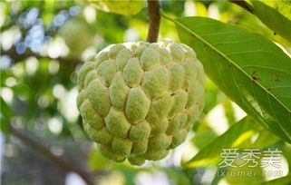 释迦果的副作用 释迦果去火还是上火