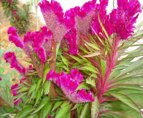 适合秋天播种的花种子有哪些 秋季花草种子