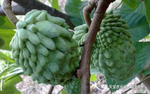 释迦果的功效与禁忌 释迦果去火还是上火