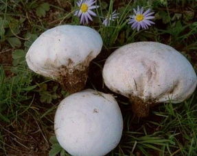 野生马勃菌有毒吗 马勃菌切开的图片