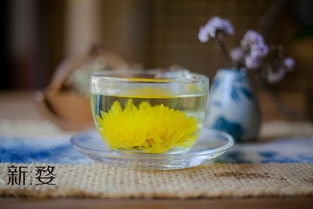 金丝皇菊与胎菊哪个好 护肝喝胎菊还是金丝皇菊