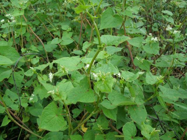 野荞麦的功效与主治 野荞麦图片