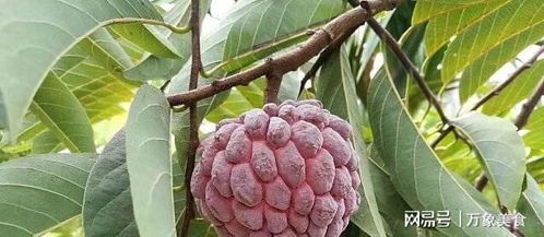 释迦果太难吃了 释迦果去火还是上火