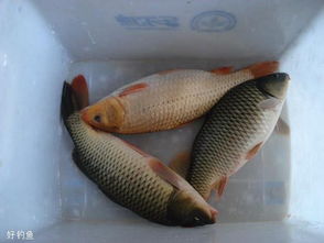 野生大鲤鱼爱吃三种饵料 钓鲤鱼最顶级的绝杀饵