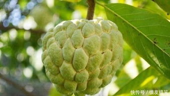 释迦怎么催熟最快 释迦果放着会自然熟吗