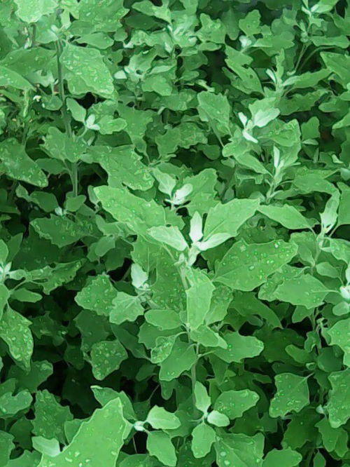 野菜灰灰菜的功效与作用 四种人不能吃灰灰菜