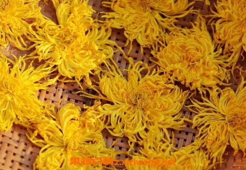 金丝皇菊对男性的好处 金丝皇菊的危害有多大