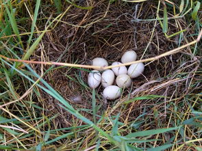 野鸭蛋为什么不能捡 发现一窝野鸭蛋能吃吗