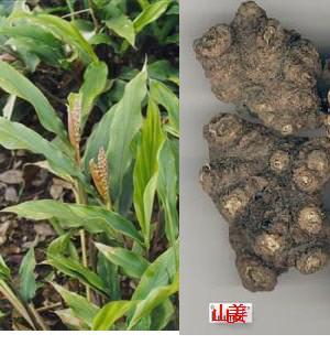 野生姜的功能主治 山姜头主治什么病