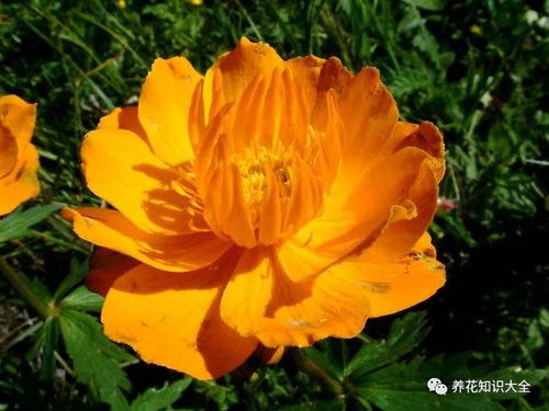 金莲花和什么相克 金莲花什么人不能喝