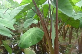 金线莲的正确吃法 金线莲几天喝一次比较好