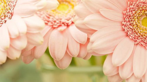 金枝玉叶代表什么女人 金枝玉叶猜一正确生肖