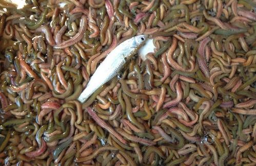 金线莲价格多少钱一盒 三种人不宜吃金线莲