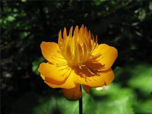 金莲花是什么花 金莲花象征着什么