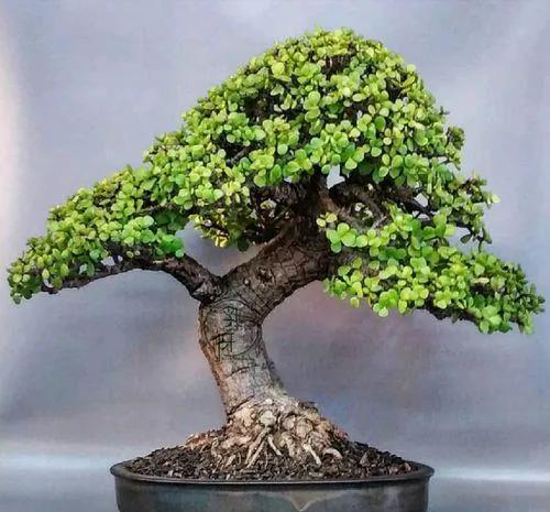 金枝玉叶快死的迹象 金枝玉叶花死了图片