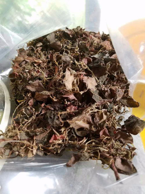 金线莲几天喝一次比较好 金线莲一次泡几根