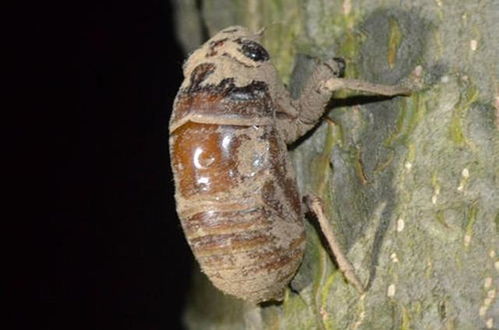 金蝉一晚上出几波 金蝉第二波几点出