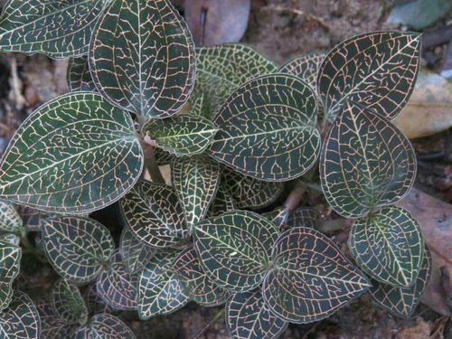 金线莲养生茶骗局 种植金线莲真的赚钱吗