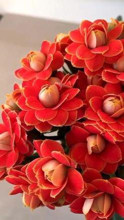 金狐狸长寿花的缺点 为什么家里忌讳长寿花