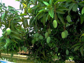 金桔开花后怎么保果 金桔开过花后小果实会掉