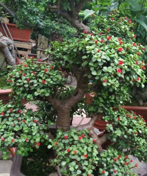 金枝玉叶风水摆放禁忌 金枝玉叶对女人的寓意