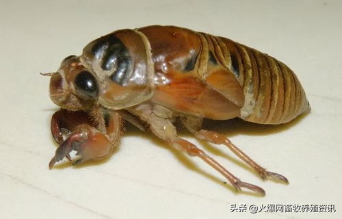 金蝉养殖骗局 金蝉养殖为什么不挣钱