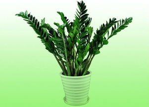 金钱树开花预示什么 金钱树开花八大预兆图片