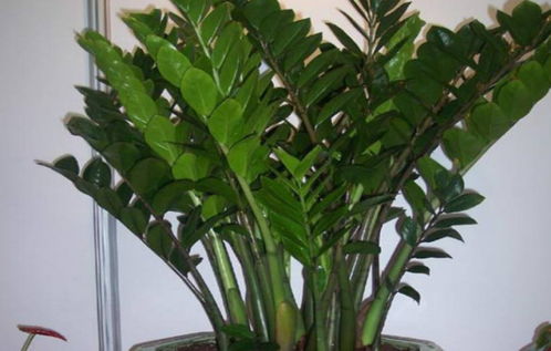 金钱树怕晒吗 养金钱树三大忌