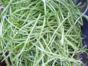 金针菜是根还是茎 金针菜别称
