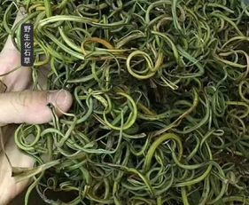 金钱草是化石还是排石 金钱草的副作用太大了