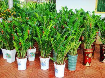 金钱树怎样养才能又粗又绿 金钱树用啤酒养才茂盛