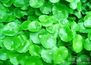 金钱草能排石吗 金钱草治结石的原理