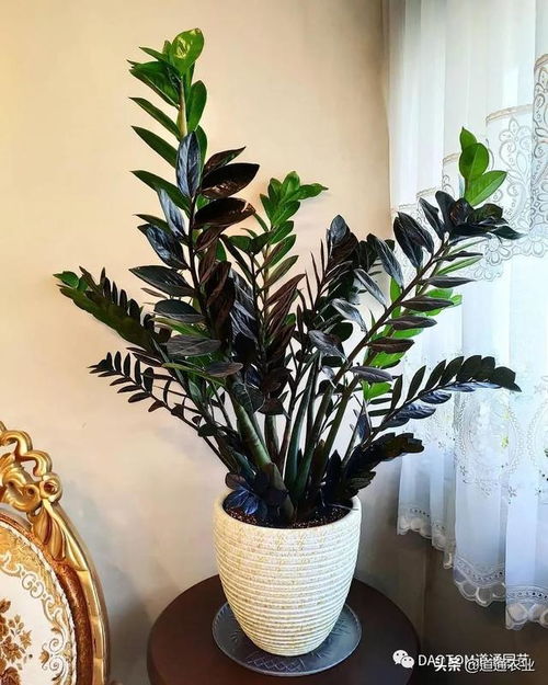 金钱树开花不吉祥的原因 金钱树开花八大预兆