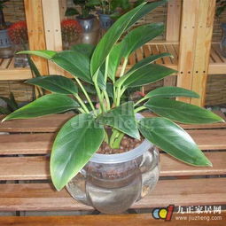 金钻摆放在哪里最旺 金钻最佳摆放位置