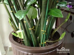 金钱树开两朵花风水预兆 金钱树一盆开二朵花好吗