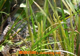 金钱蒲与石菖蒲的区别 石菖蒲图片大全