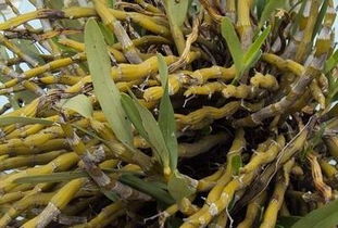 金钗石斛价格多少钱一克 赤水金钗石斛的功效和价格