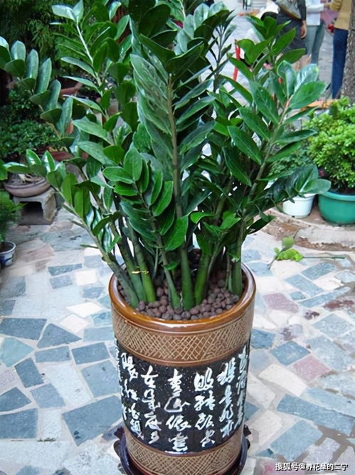 金钱树开花八大预兆 金钱树突然开花预兆