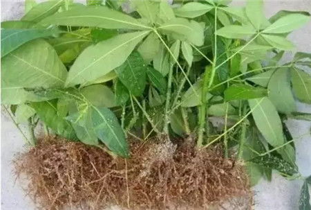 金钱树剪枝可以插活吗 金钱树的修剪方法视频