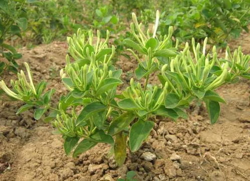 金银花八月份能栽活吗 金银花立秋后能移栽吗