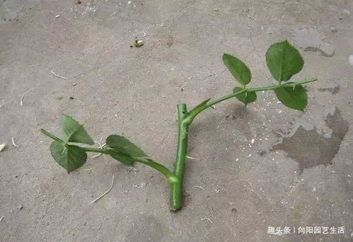 金银花扦插生根最快方法 金银花扦插流程图