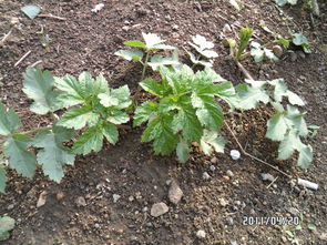 金银花旺宅吗 门前有金银花好不好