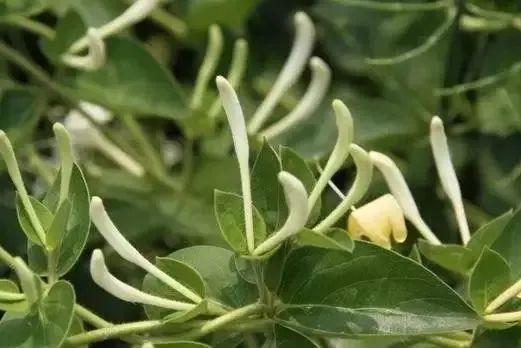 金银花和什么相克致死 吃金银花一家六口丧命