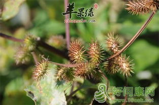 金银花治什么病效果最好 金银花对男人性功能有效吗