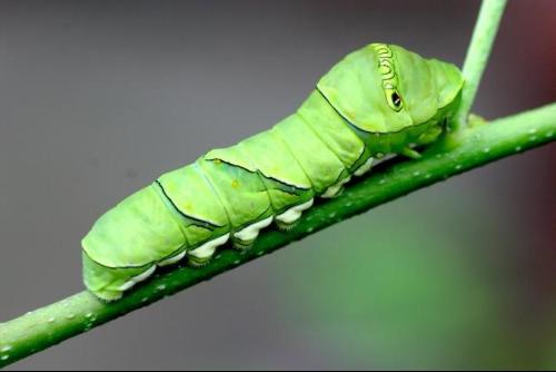 钱串子爬到身上的寓意 钱串子从身上爬过预示