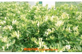 金银花的功效与作用及禁忌 金银花对男性性功能