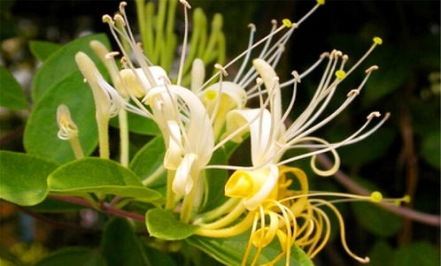 金银花蒸了晒好还是直接晒好 金银花为什么要蒸制