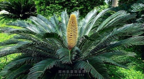 铁树夏天怕阳光暴晒吗 铁树最怕的三种东西