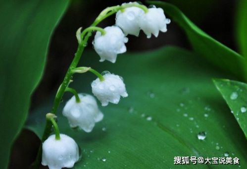 铃兰花吉利吗 女生戴铃兰花项链好吗