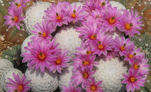 银手指仙人球 银手指怎么养又胖又短